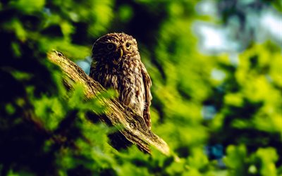 owl on a branch, evening, sunset, owls, wildlife, beautiful birds, owl