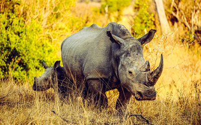 rinoceronte, animais selvagens, áfrica, noite, pôr do sol, savana, rinocerontes
