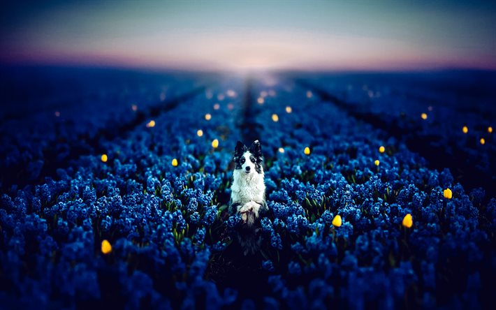 Australian Shepherd, lavender field, evening, sunset, aussie, cute animal, dogs, aussie in flowers