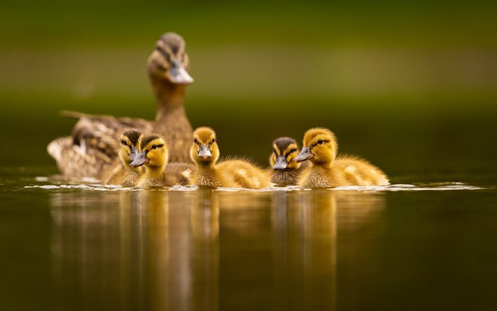 küçük ördek sürüsü, göl, anneleri ile küçük ördekler, vahşi doğa, yabani kuşlar, ördekler, ördek yavrusu
