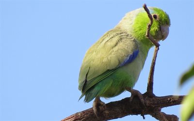 Pacific parakeet, exotic birds, parakeet, bokeh, green birds, Nicaraguan green conure, parrots, Psittacara strenuus