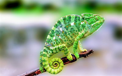 caméléon, lézard, reptile, caméléon sur une branche, caméléon vert, lézard vert, madagascar