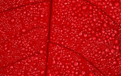 feuille rouge avec rosée, macro, textures naturelles, feuille rouge, textures de feuilles, gouttes d eau, arrière-plan avec feuille, motifs de feuilles, feuilles rouges