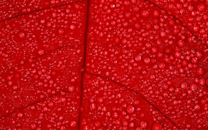 hoja roja con rocío, macro, texturas naturales, hoja roja, texturas de hojas, gotas de agua, fondo con hojas, patrones de hojas, hojas rojas