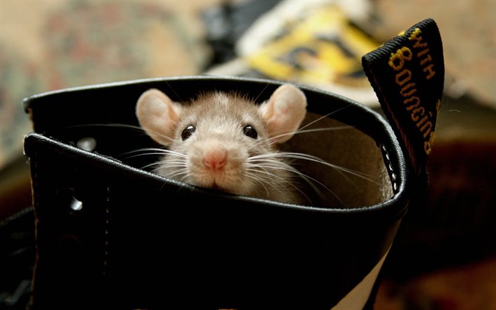 pequeño ratón, roedor, el ratón, el hocico, los zapatos