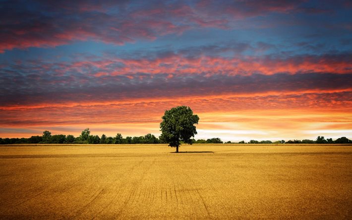 tree, field, horizon, forest, glow, clouds, sunset