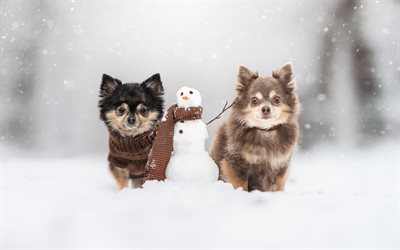 chihuahua, inverno, nevicare, cani di taglia, animali carini, animali domestici, cani, pupazzo di neve