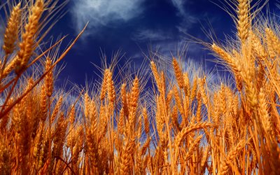 el trigo, las orejas, el cielo azul, close-up