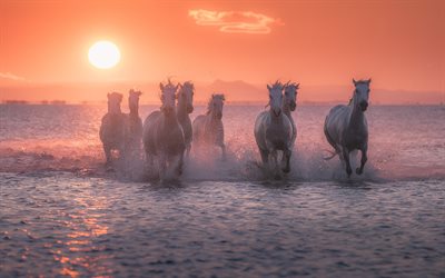 caballos blancos, tarde, puesta de sol, caballos corriendo, manada de caballos, paisaje marino, caballos corriendo sobre el agua, caballos, vida silvestre