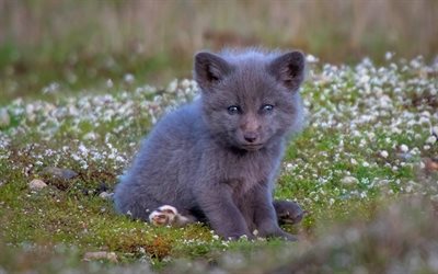 little gray fox, Silver fox, Vulpes vulpes, cute animals, small animals, wildlife, foxes, gray fox