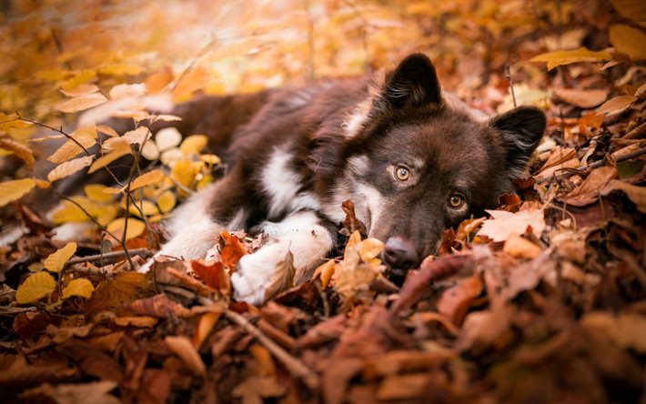 셰퍼드, 작은 강아지, 가을, 노란색 마른 잎, 귀여운 동물, 작은 개, 애완동물