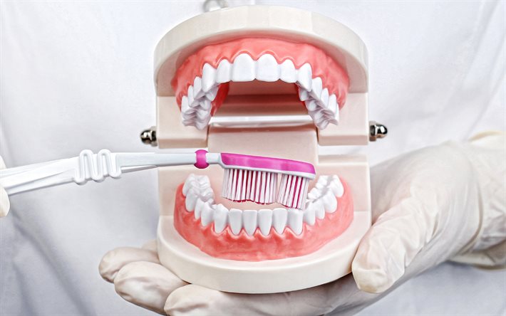 4k, escovando os dentes, odontologia, como escovar os dentes corretamente, dentista, conceitos de odontologia, mandíbula, escova de dente, aprendendo, anatomia da mandíbula