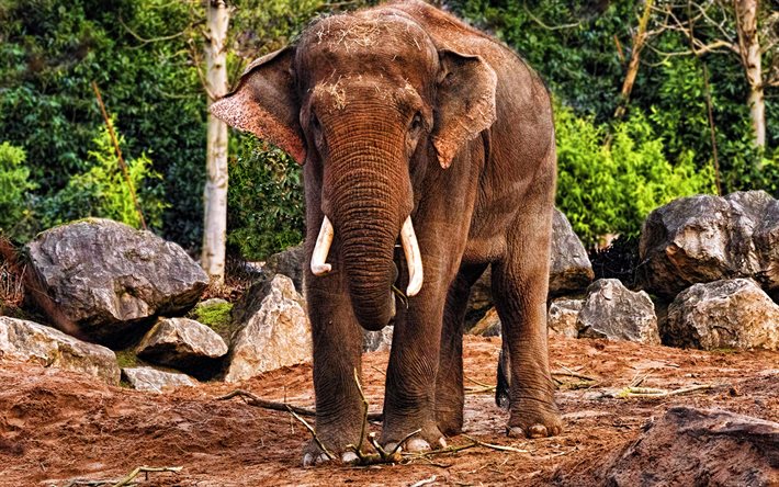 éléphant d'afrique, hdr, savane, faune, afrique, loxodonte, photo avec éléphant, les éléphants