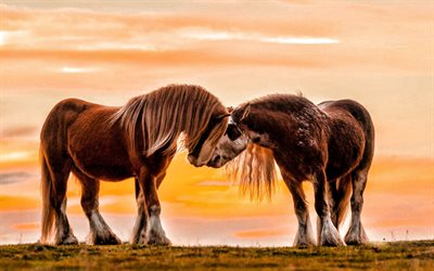 caballos islandeses, caballos marrones, fauna silvestre, anochecer, puesta de sol, caballos, par de caballos, islandia