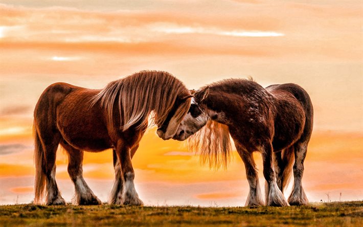 cavalos islandeses, cavalos marrons, animais selvagens, noite, pôr do sol, cavalos, par de cavalos, islândia