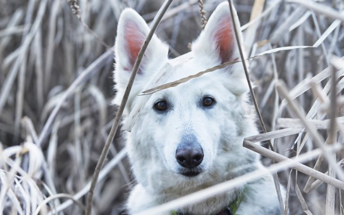 cão pastor suíço branco, inverno, animais de estimação, cachorros, cachorro branco, animais fofos, pastor suíço branco