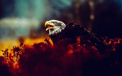 bald eagle, evening, sunset, autumn, birds of prey, predators, eagles, wildlife, USA symbol