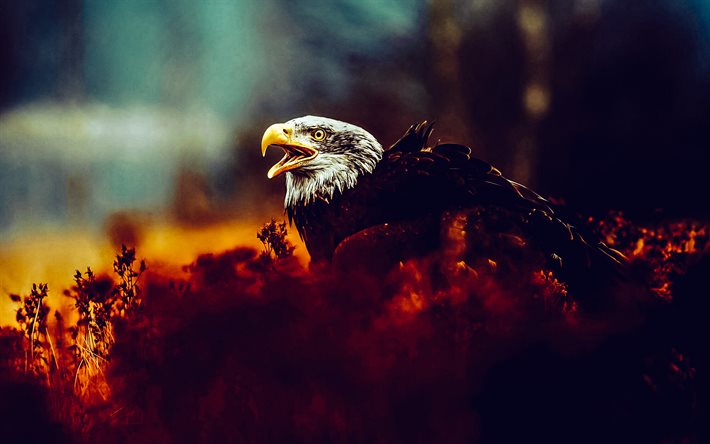 bald eagle, evening, sunset, autumn, birds of prey, predators, eagles, wildlife, USA symbol