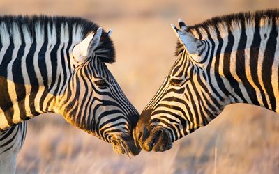 zebror, afrika, savann, vilda djur, kyss