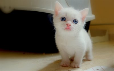 katter, vit kattunge, blå ögon