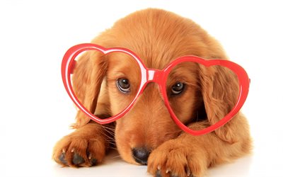 animais fofos, cachorro, retriever, óculos, cachorro fofo