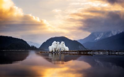 samoyedos, 4k, perros blancos y esponjosos, noche, atardecer, samoyedo, perros blancos, mascotas, perros