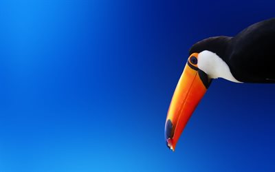 Toucan, birds, blue background, orange beak