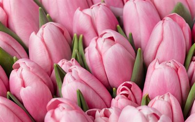 4k, pink tulpen, makro, frühlingsblumen, knospen, tulpsstrauß, schöne blumen, pink bouquet, blumenrahmen, nahaufnahme, tulpen, braut bouquet, frühling, hintergrund mit tulpen
