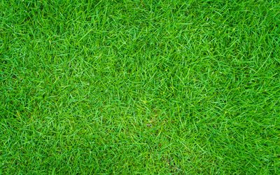 green grass texture, 4k, grass lawn, football field, grass textures, green grass background, green grass field, lawn background, natural textures