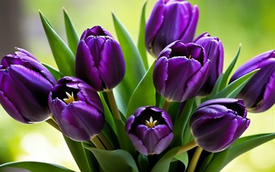 4k, الزنبق البنفسجي, خوخه, براعم, زهور الربيع, باقة من زهور التوليب, عن قرب, زهور جميلة, ربيع, الخلفية مع زهور التوليب, زهور البنفسج, براعم البنفسج, زهور التوليب