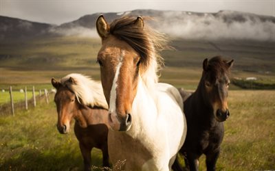 Caballo islandés, montañas, nubes, caballos