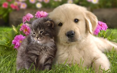 子猫、子犬, かわいい動物たち, 猫, 犬, 犬-猫, 友達, 友好