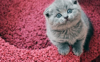 pequeño gatito, gato plegable británico, gatito gris esponjoso, animales bonitos, gatos, mascotas, gatito