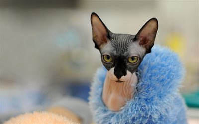 Sphynx cat, cute animals, cats, Canadian Sphynx, Hairless Ness cat, pets, fur coat for a cat