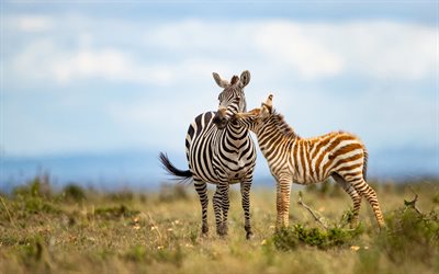 4k, zebras, mother and cub, meadow, savannah, wildlife, Africa, Hippotigris, zebras family, herd of zebras, pictures with zebras