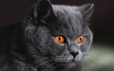 animali domestici, simpatici animali, gatti, gatto a pelo corto britannico, gatto grigio, gatto intelligente, occhi di gatto, sguardo di gatto