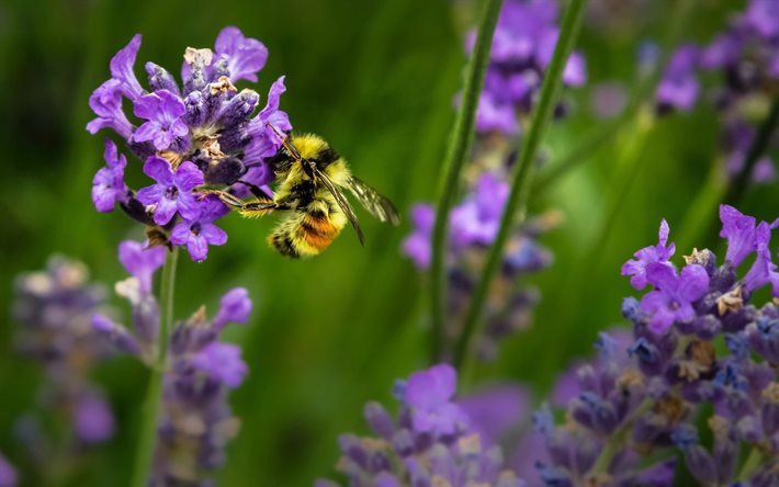 bee, 4k, bokeh, lavender, close-up, summer, anthophila, bees