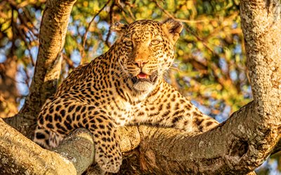 4k, leopard, Africa, wild animals, predators, wildlife, Panthera pardus, leopard on branch, predatory cats