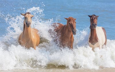 atlar, su sıçramaları, nehirdeki atlar, kahverengi at, koşan atlar, at sürüsü, deniz, sahil, beyaz-kahverengi at