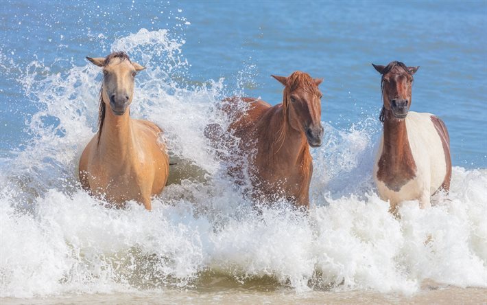 hevoset, vesiroiskeet, hevoset joessa, ruskea hevonen, juoksevat hevoset, hevoslauma, meri, rannikko, valkoruskea hevonen