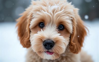 4k, 카바푸, 보케, 겨울, 개, 포구, 귀여운 동물, 애완동물, 숲속의 개, 캐바푸 독