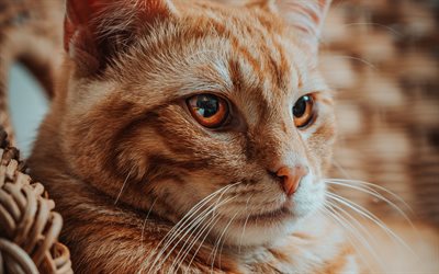 gato anaranjado, grandes ojos de gato, mascotas, animales bonitos, gatos, gato grande