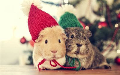 Merry Christmas, hamsters, cute animals, Happy New Year, two hamsters, Christmas, pets, Christmas greeting card