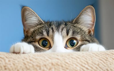 बिल्ली छिपी हुई है, 4k, प्यारा जानवर, अजीब बिल्ली, छिपाना अवधारणाएं, कैट, पालतू जानवर, प्यारा बिल्लियाँ