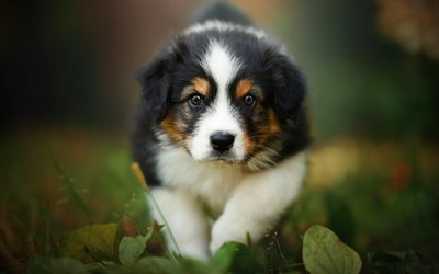 Swiss mountain dog, small puppy, Sennenhund puppy, Swiss cattle dogs, cute animals, puppies, dog, green grass, Sennenhunds