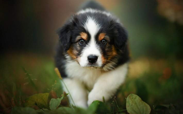 スイス・マウンテン・ドッグ, 小さな子犬, セネンフンドの子犬, スイスの牧畜犬, かわいい動物, 子犬, 犬, 緑の草, セネンハンズ