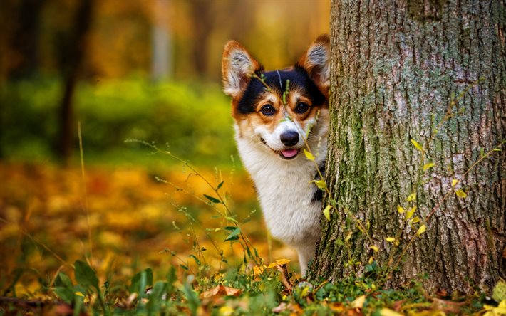 ウェルシュ・コーギー, 秋, ペット, 犬, 木の後ろのコーギー, かわいい動物, 森林, コーギーとの写真