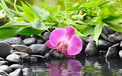 black, orchid, flower, stones, bamboo, water