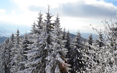 top, pine, the top, smereka, snow