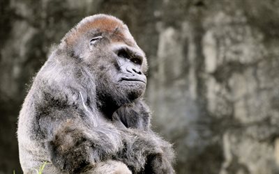 pensiero, di animali, di pensiero, gorilla